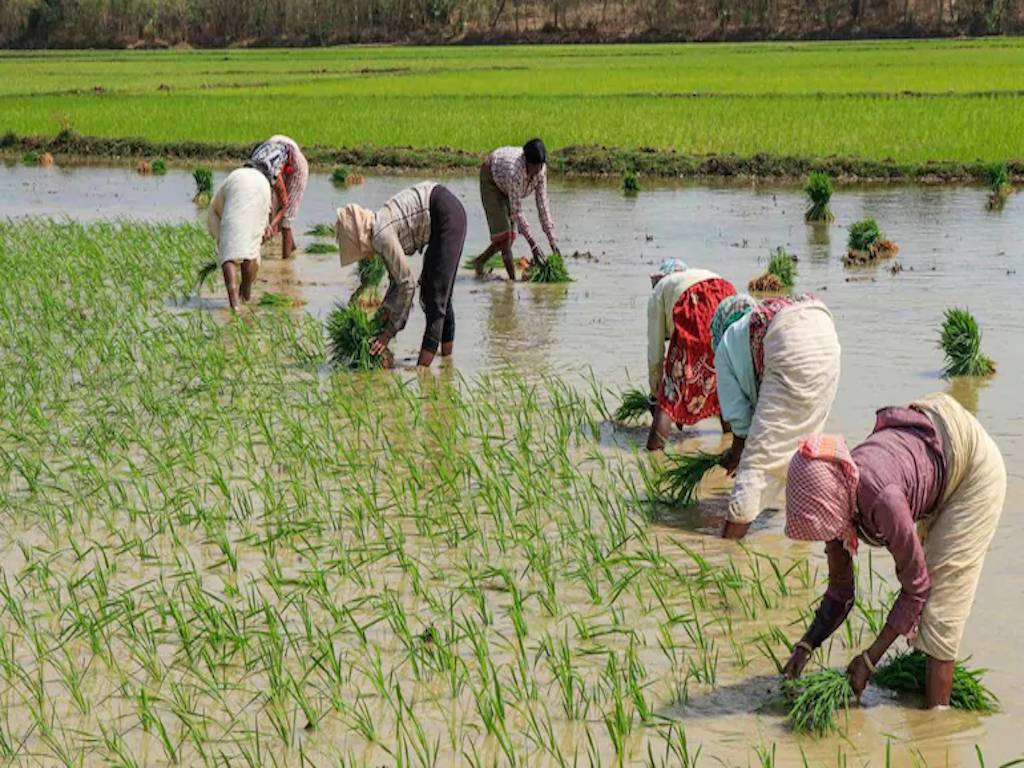 Paddy Cultivation