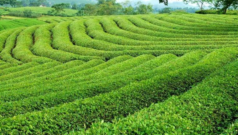 Tea Plantation