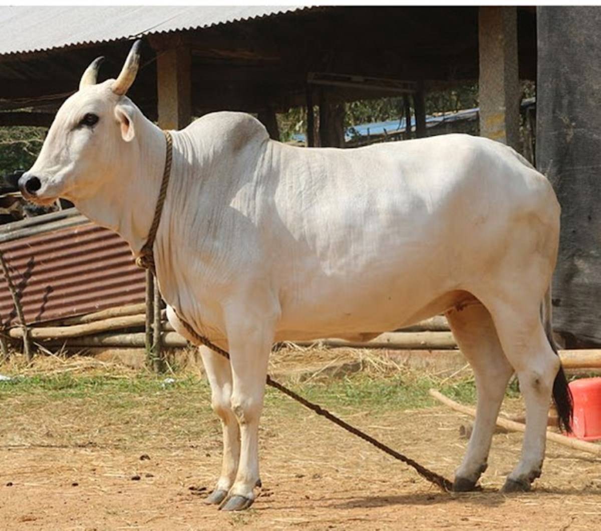 Indian cattle Breeds For Huge Milk Production