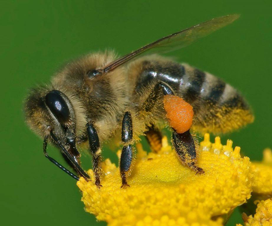 Bee on the Flower