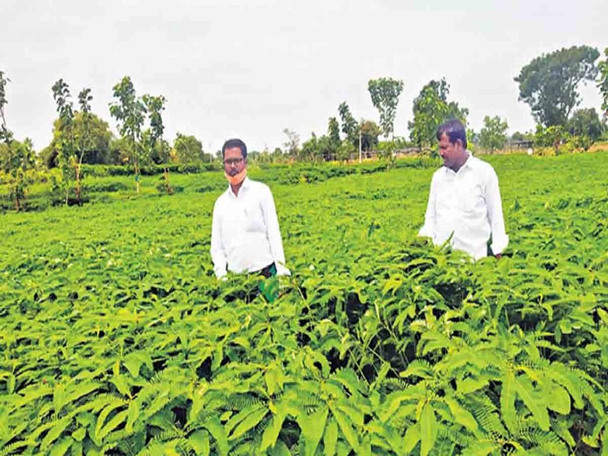 Telangana Set Example For Cultivation of Green Manure Crops
