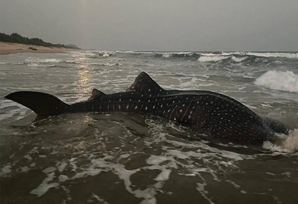 World’s Largest Fish Caught in the Fishermen’s Net