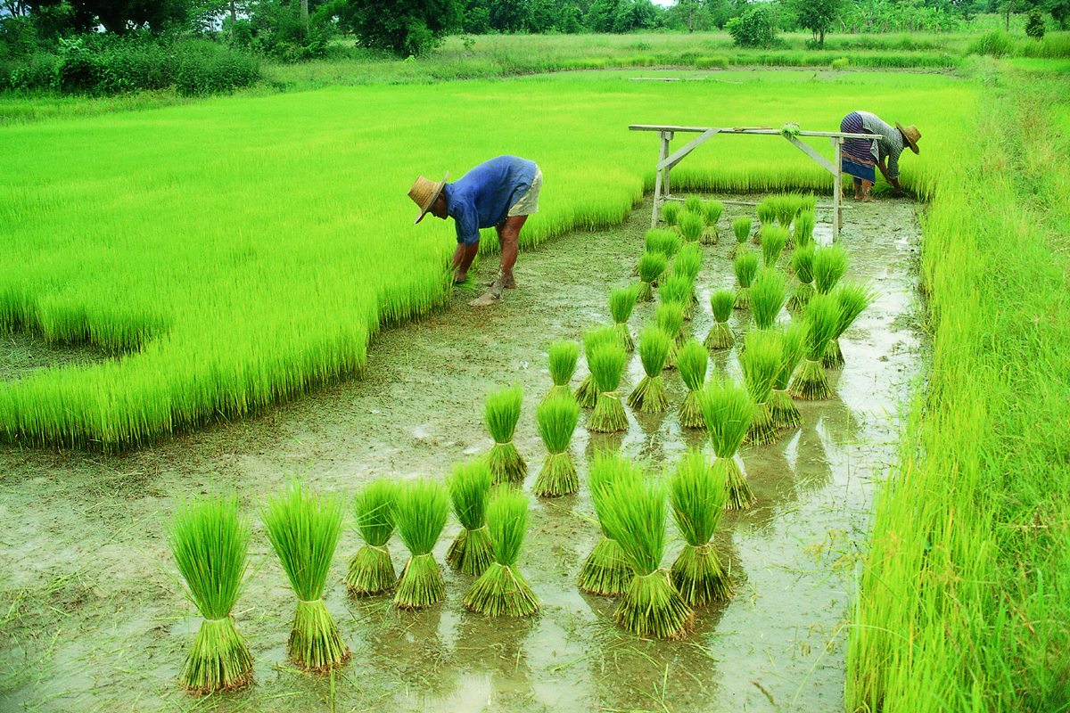 Farmers in the field