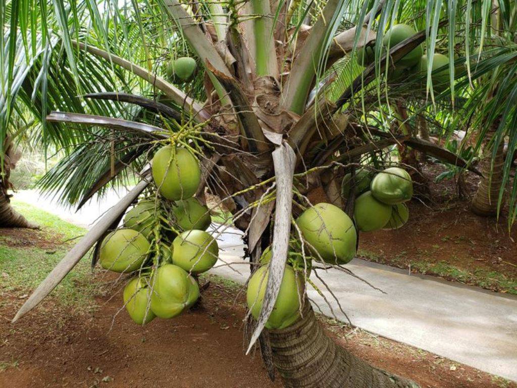 Coconut Tree