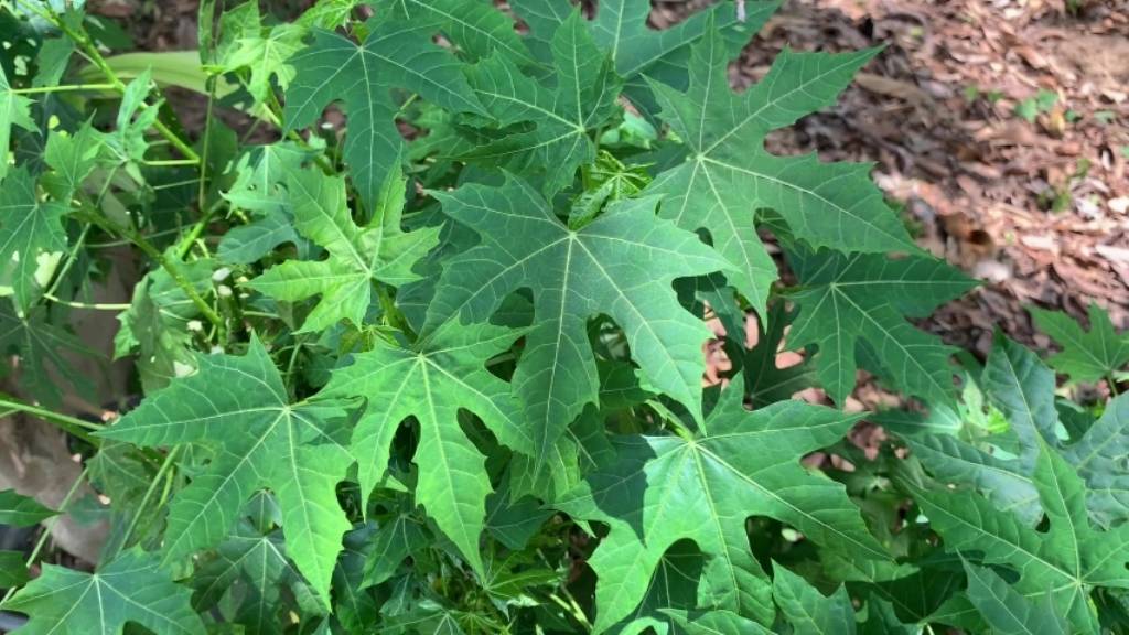 Chayamansa: Leaf vegetables