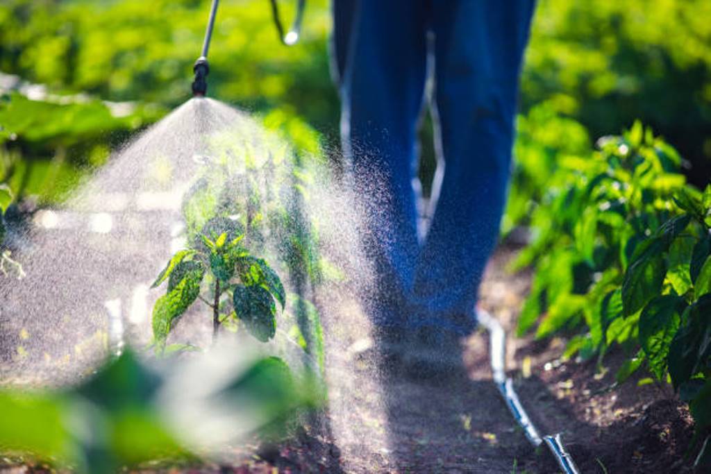 Using Pesticide in the field