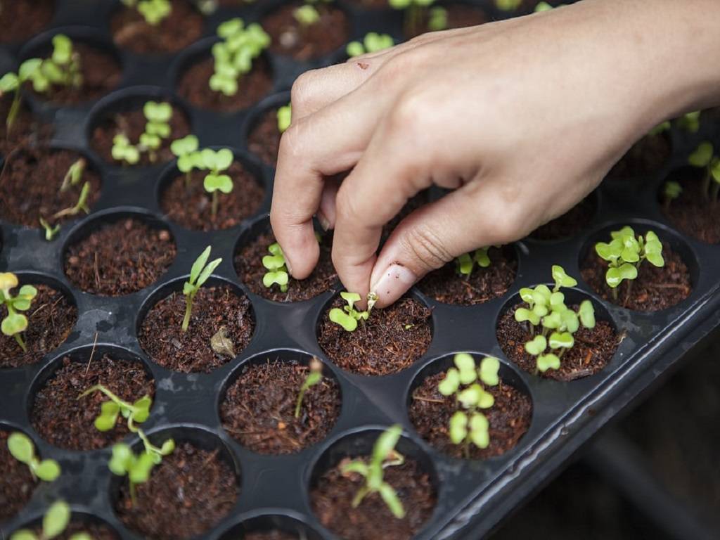 Natural Farming