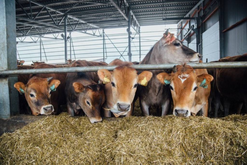 cattle grazing dry grass