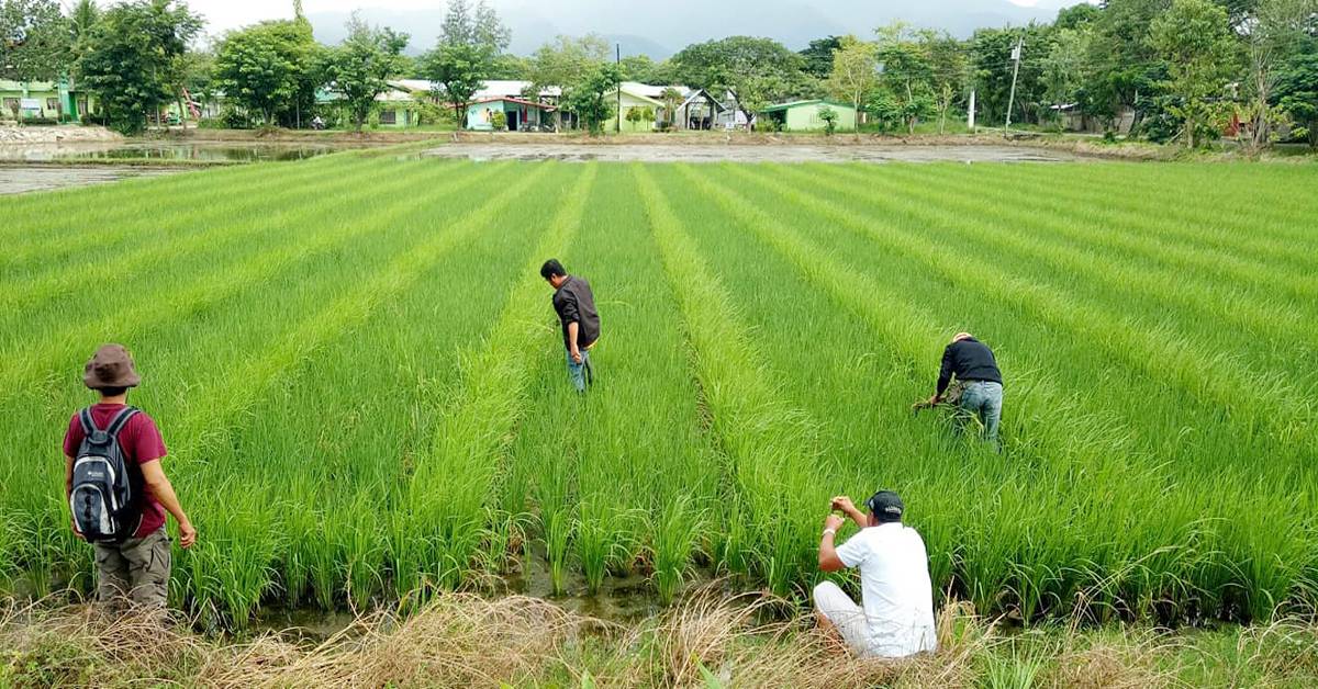 Agriculture Field