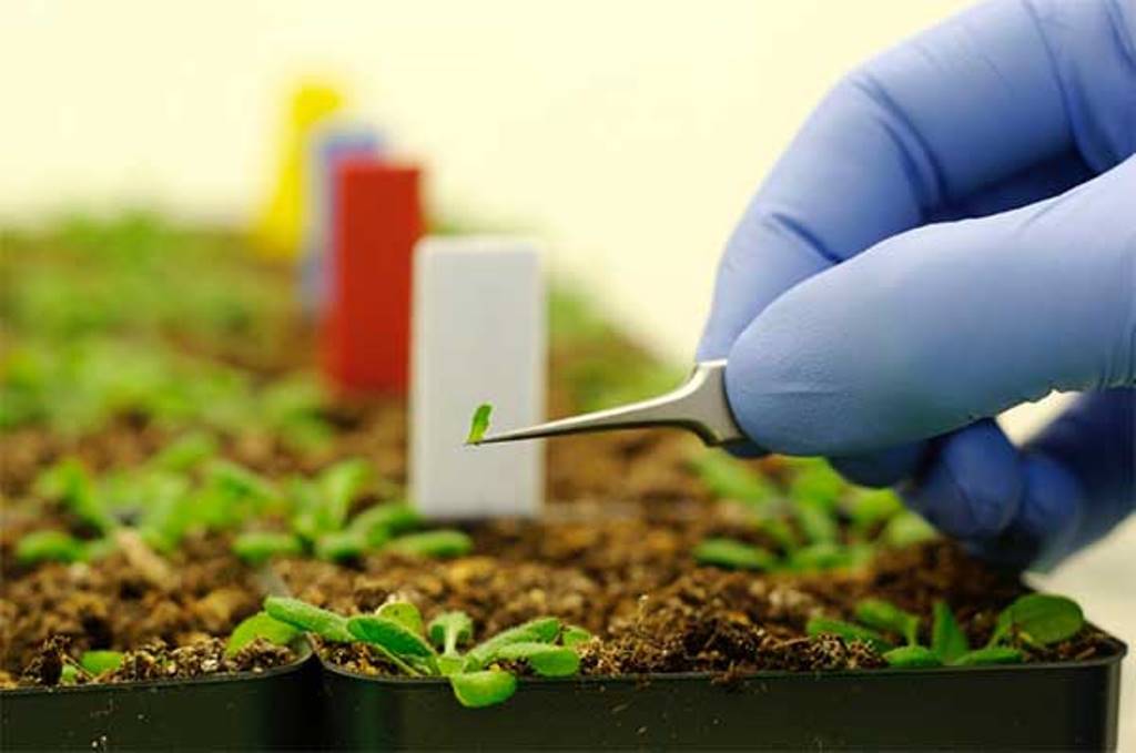 Nanobiotechnology in Agriculture