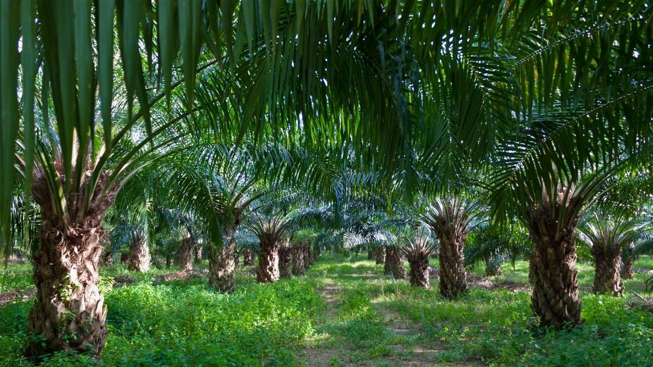 Palm Oil Plantation