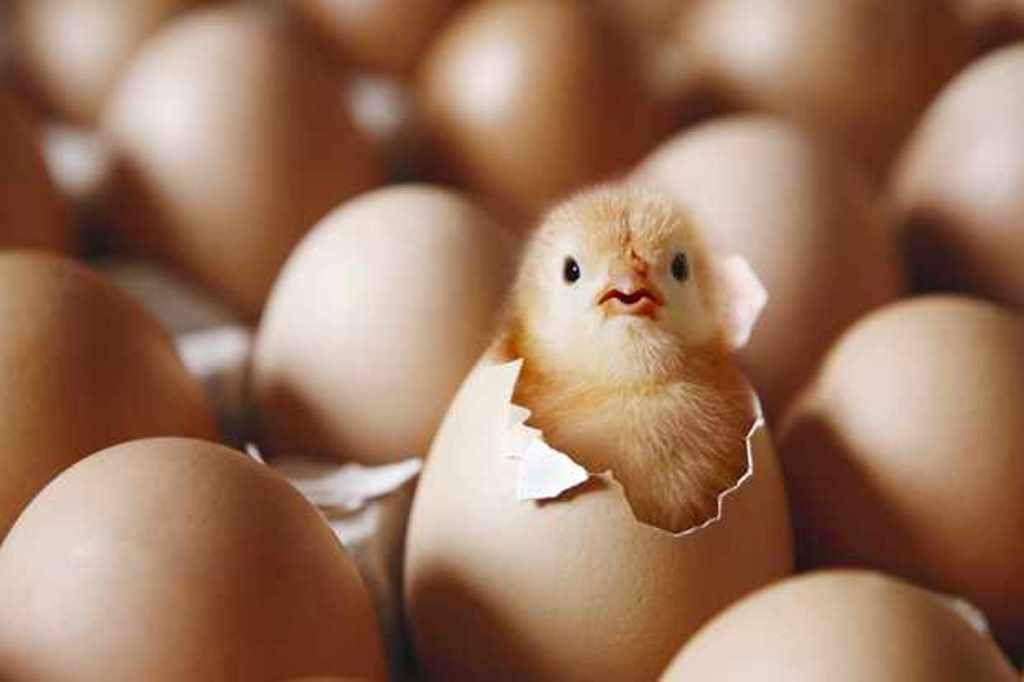 Chick coming out of egg