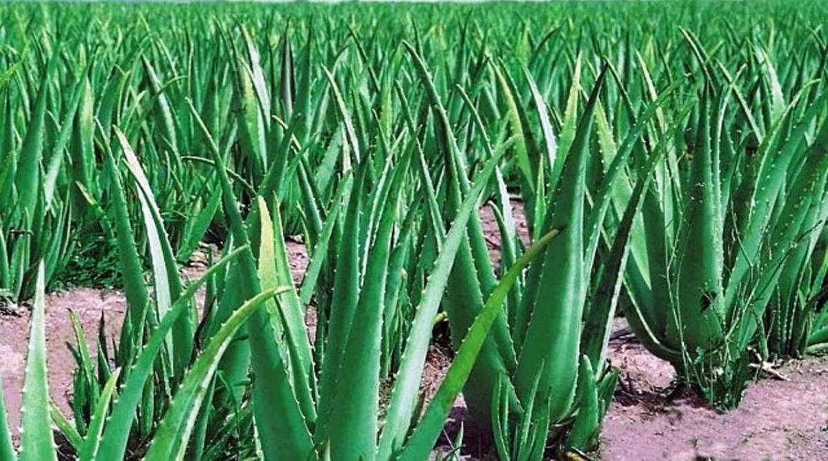 Earn up to Rs. 10 Lakhs from Aloe Vera Farming: Complete Profit Analysis  Inside