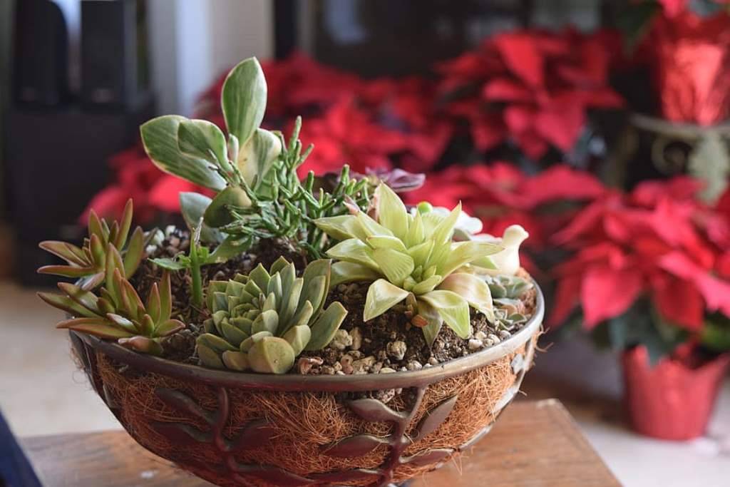 Succulent bowl