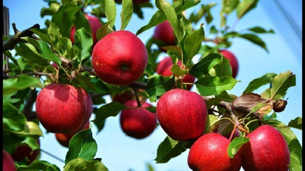 Apples on the branch of tree