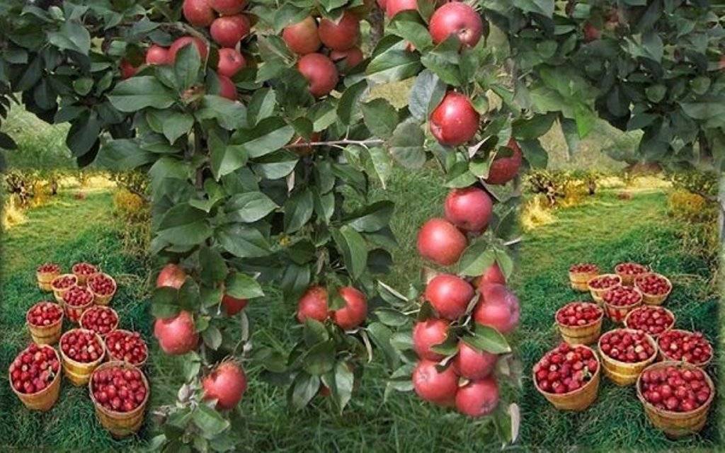 Fresh apples on the branch of tree and in the baskets