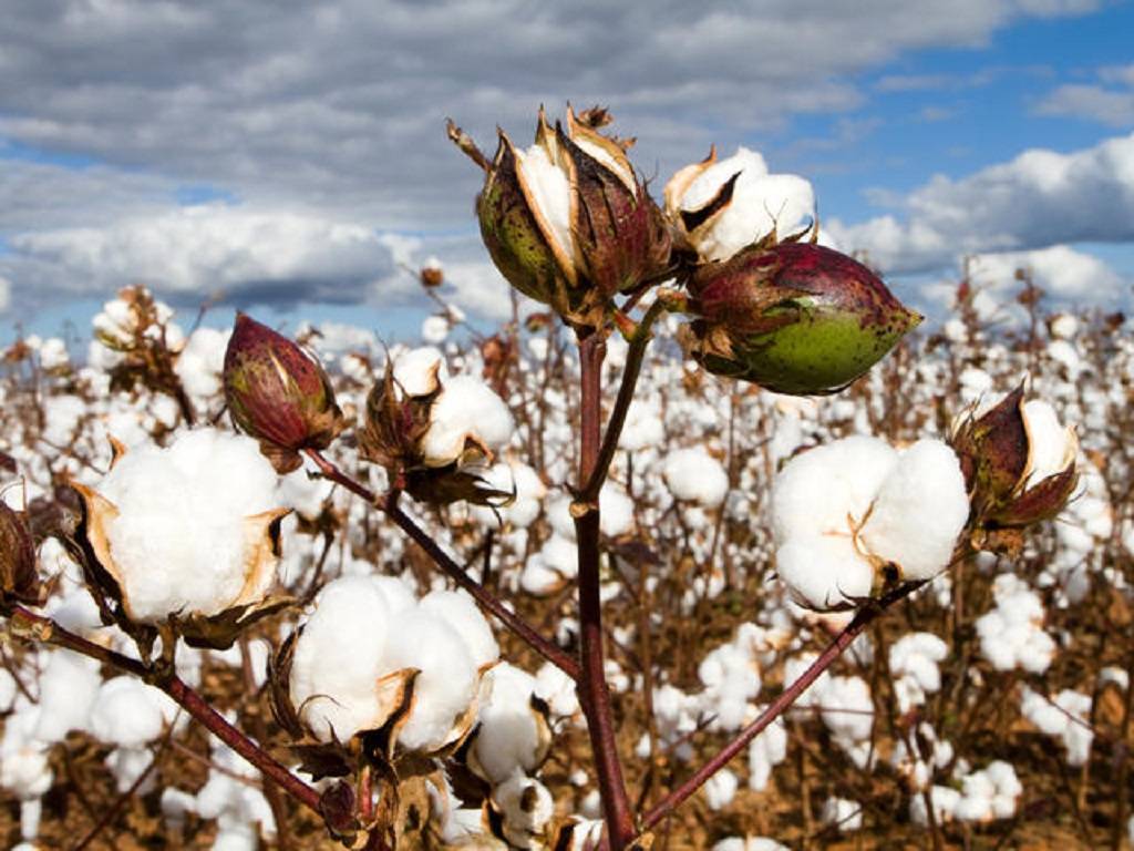 Cotton Prices to Reach an All-Time High