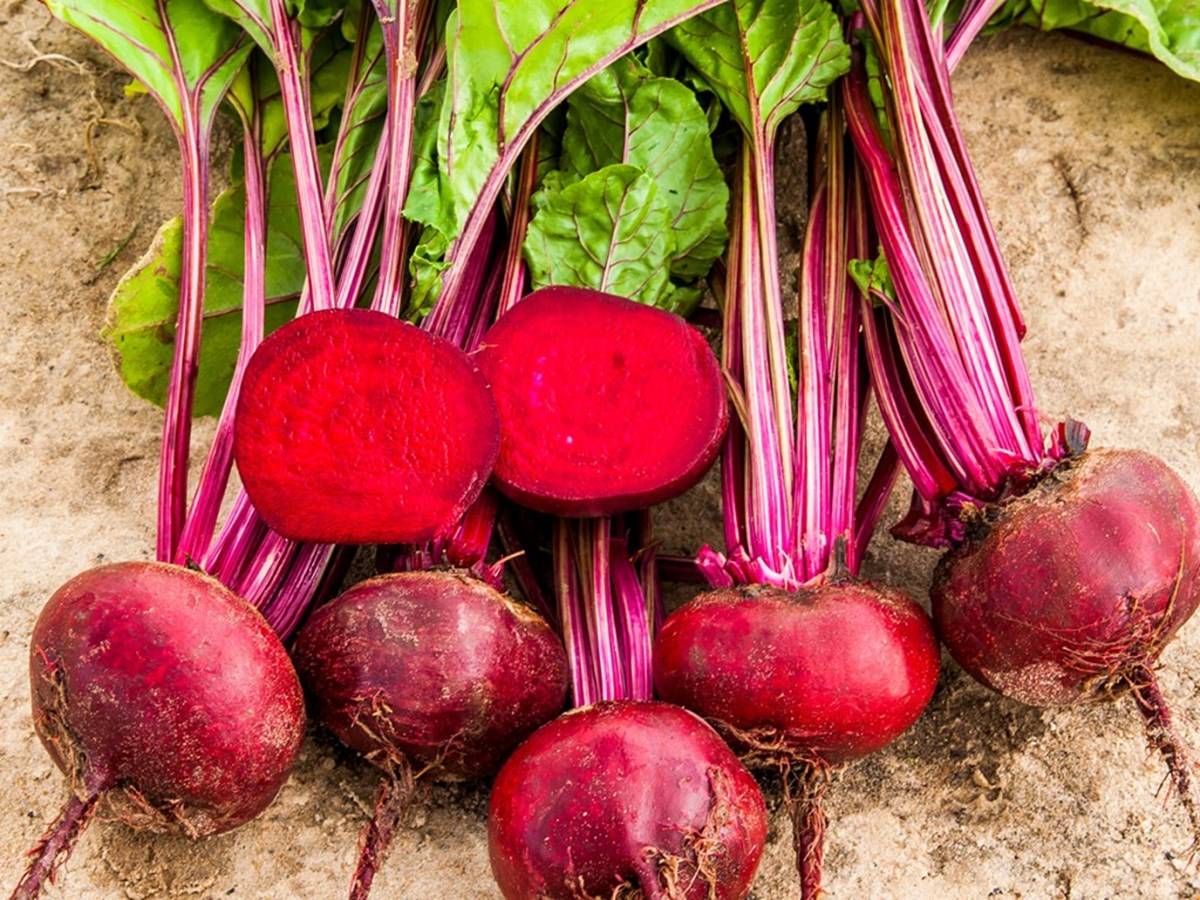 Hybrid red beetroots