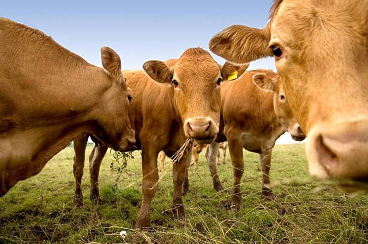 Cows grazing grass