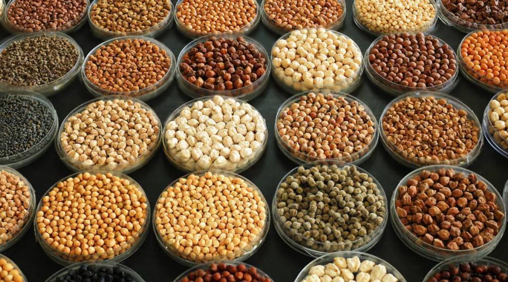 Different varieties of Chickpeas