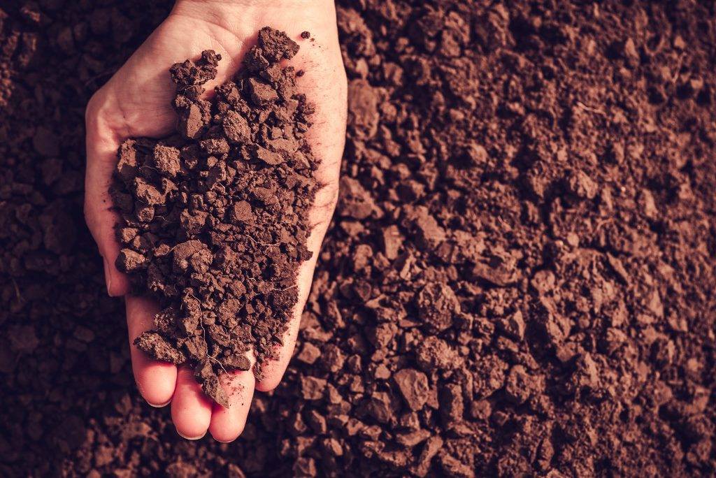 Soil in hand