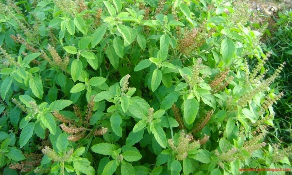 Tulsi Farming