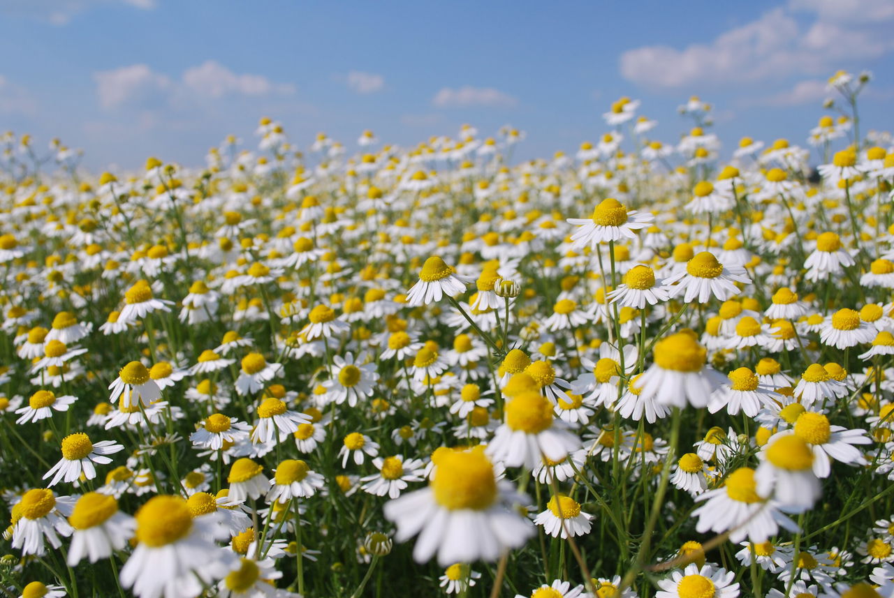 Chamomile Farming Earn Up To Rs 2 5 Lakhs Profit Per Hectare In 25 Days