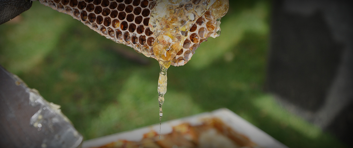 Honey Production