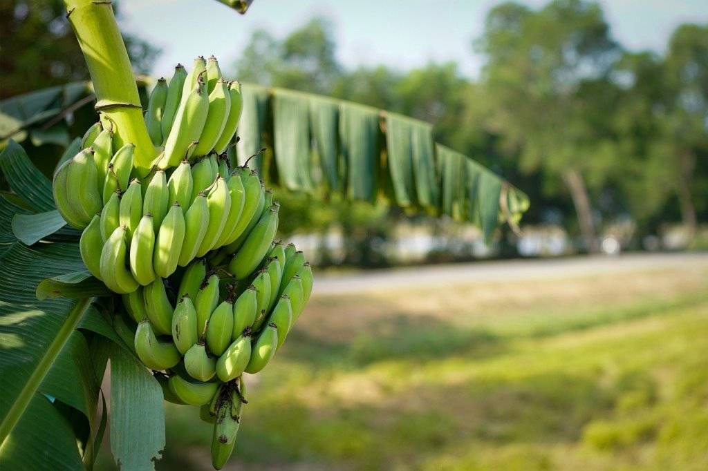 Bunch of banana on the branch of tree