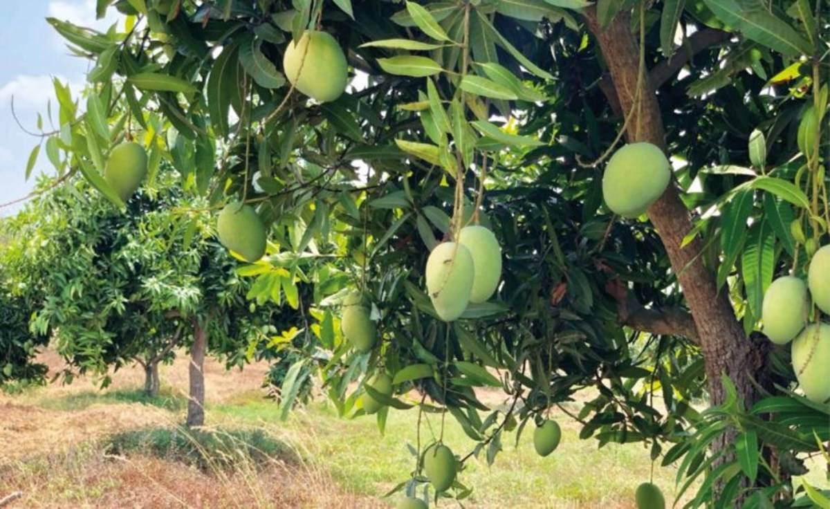 Mangoes on the branch of trees