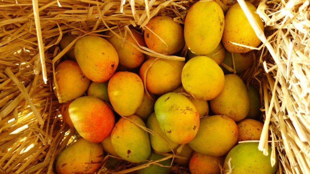 Stored Mangoes