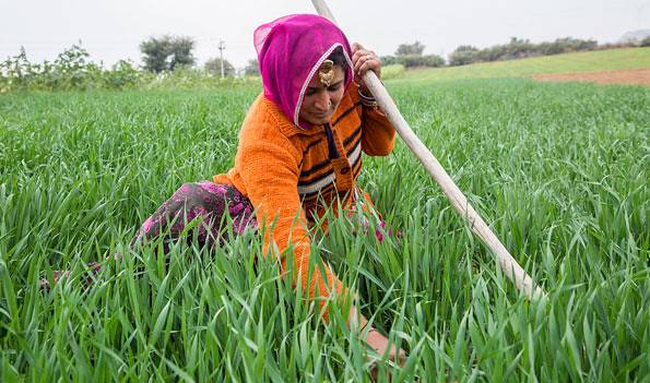 Cultivation of Medicinal Plants