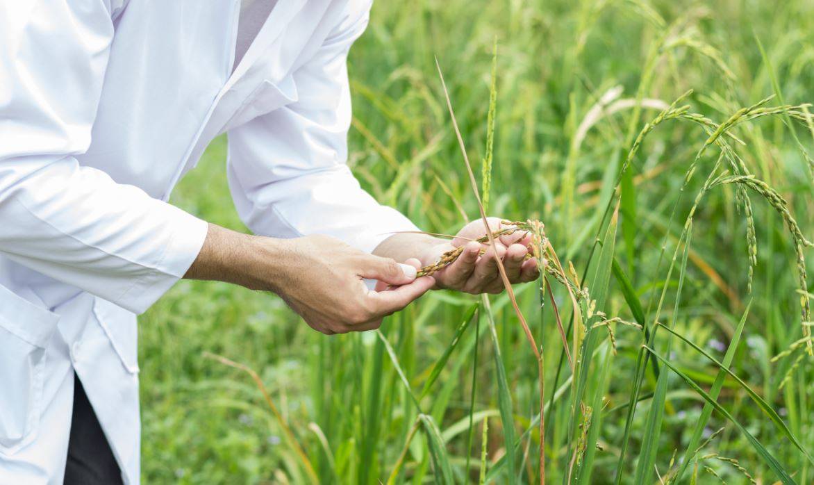 Scientist analyzing the quality of the crop