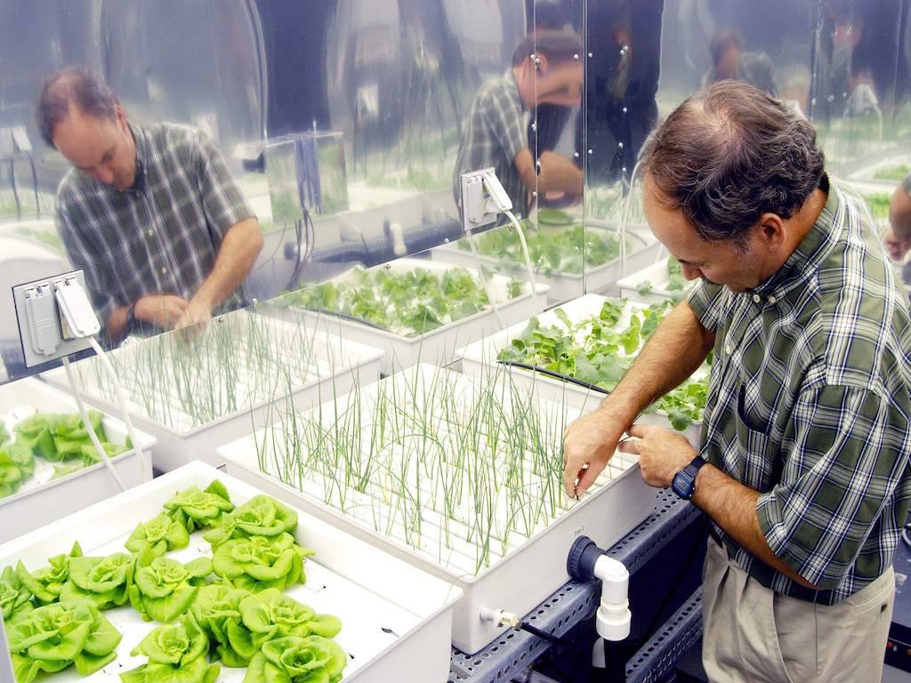 Organic Hydroponics Farming