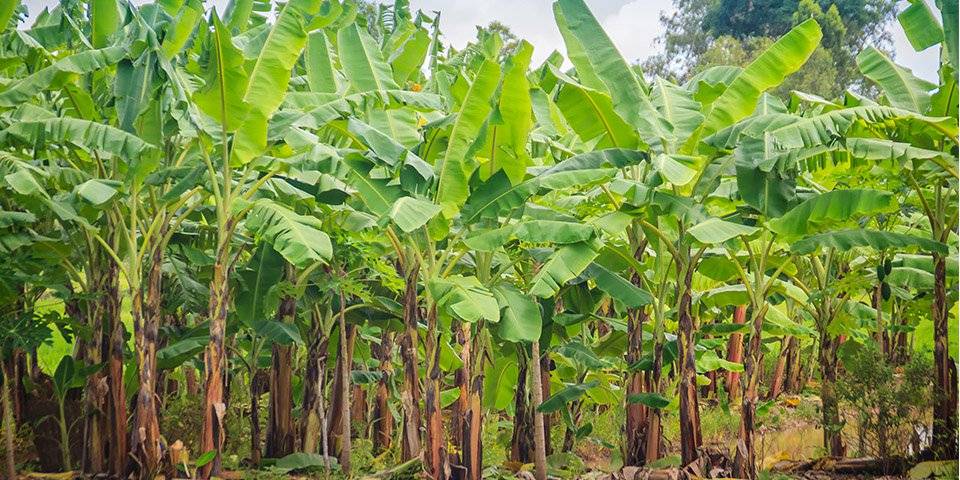 Banana Plantations