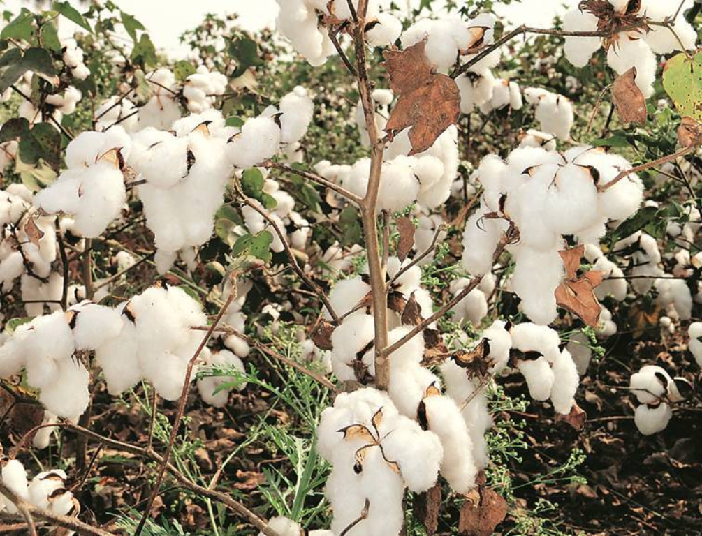 Cotton