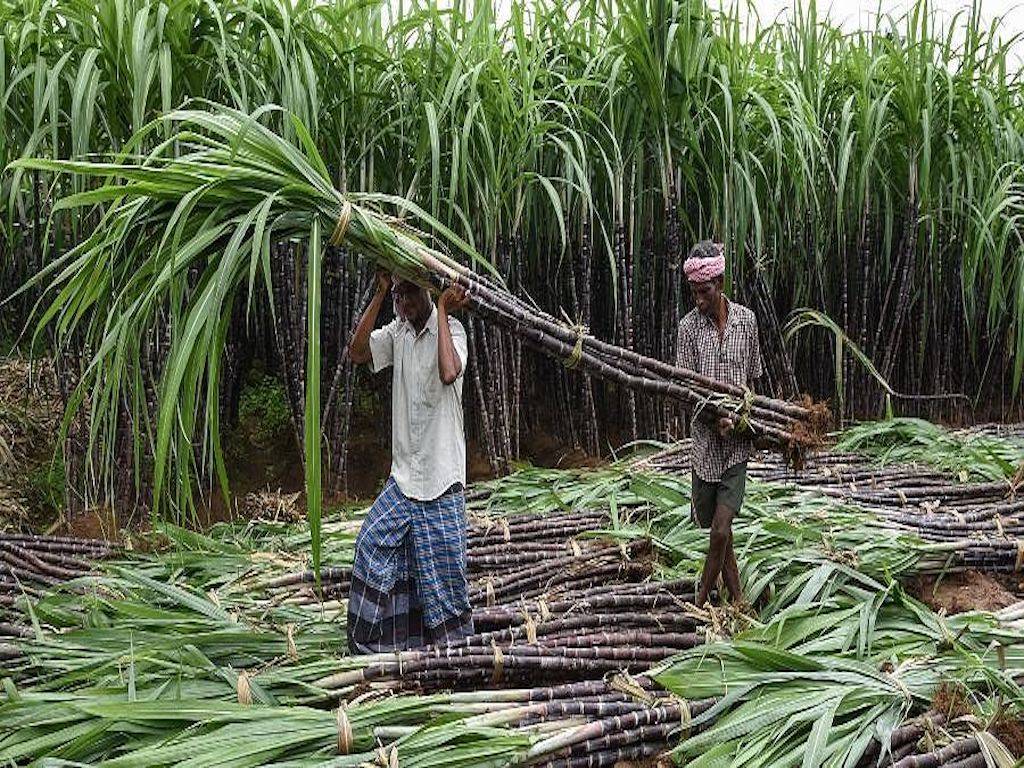 Sugarcane Growers