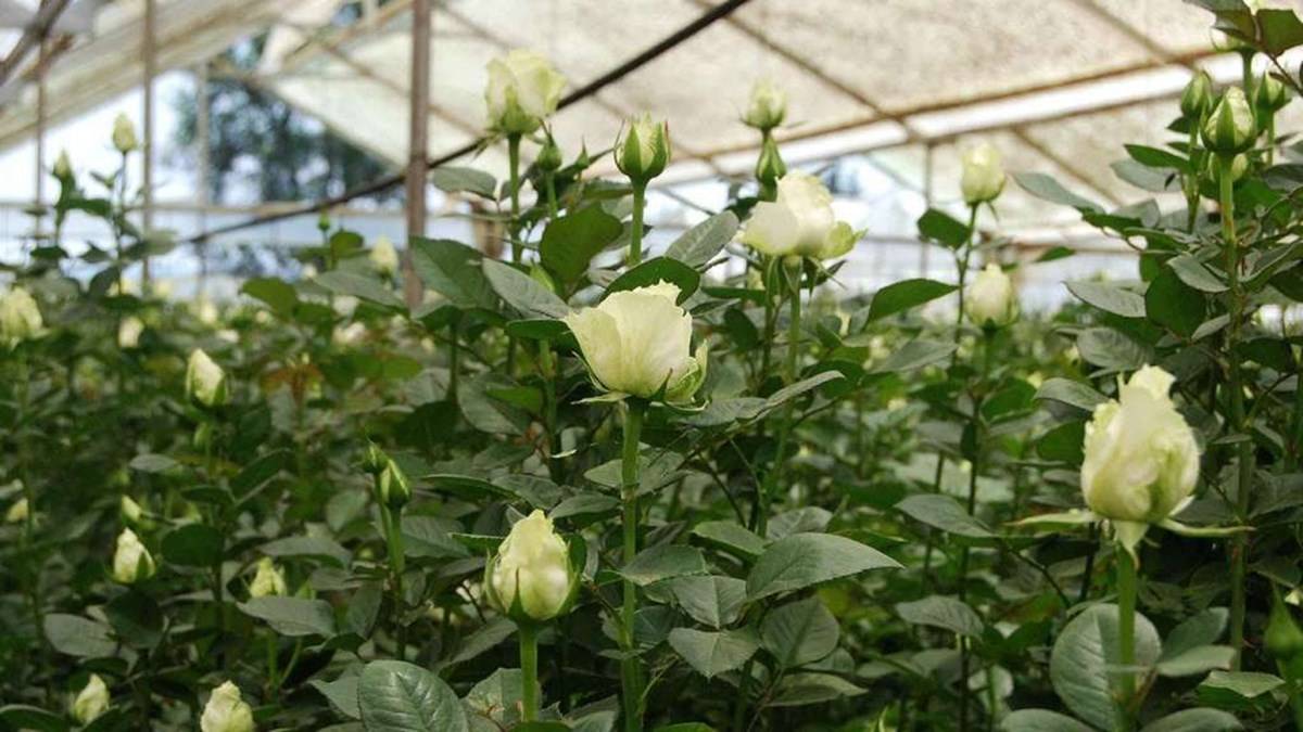 white Rose Cultivation