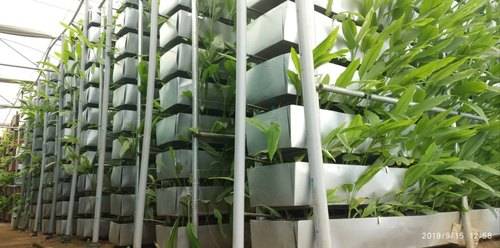 Vertical Farming