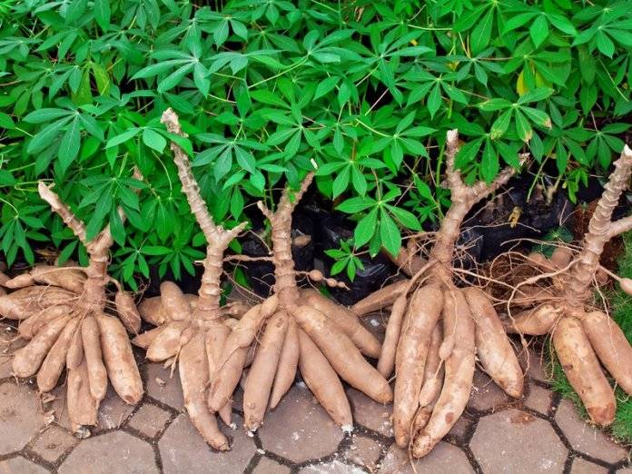 Cassava