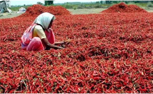 Chilli Farmer