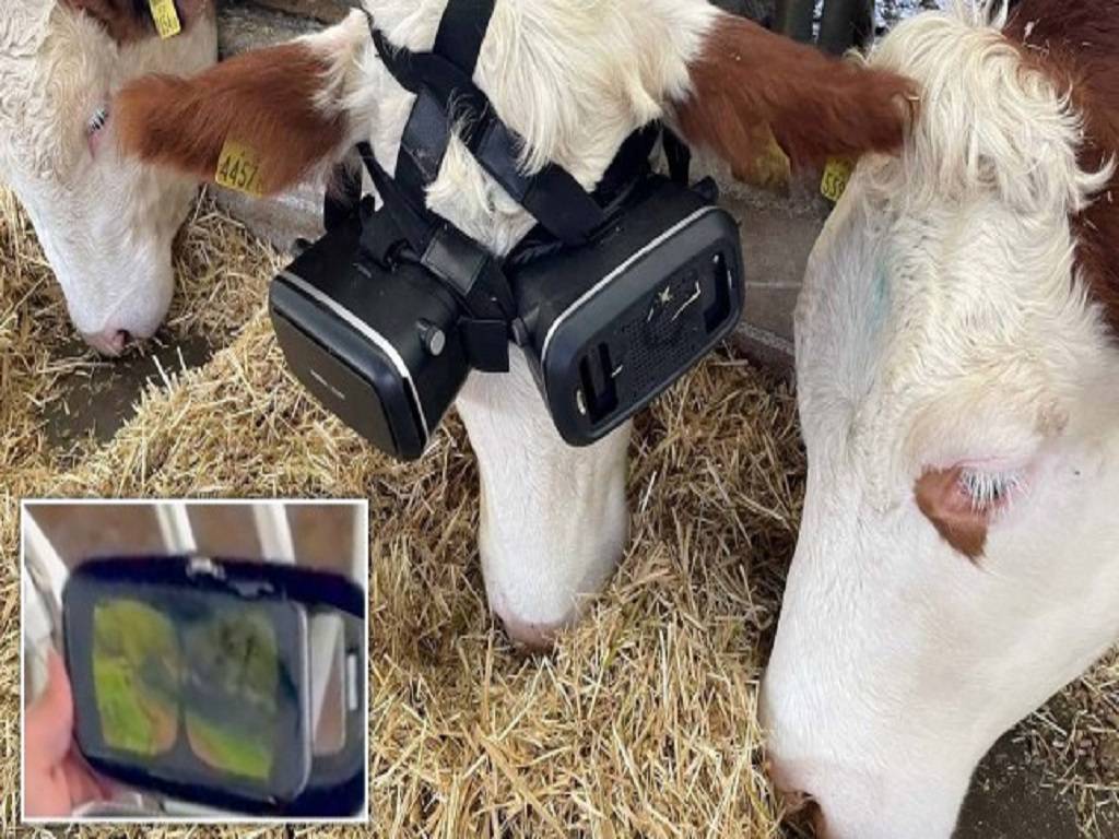 Cows wearing VR Headset
