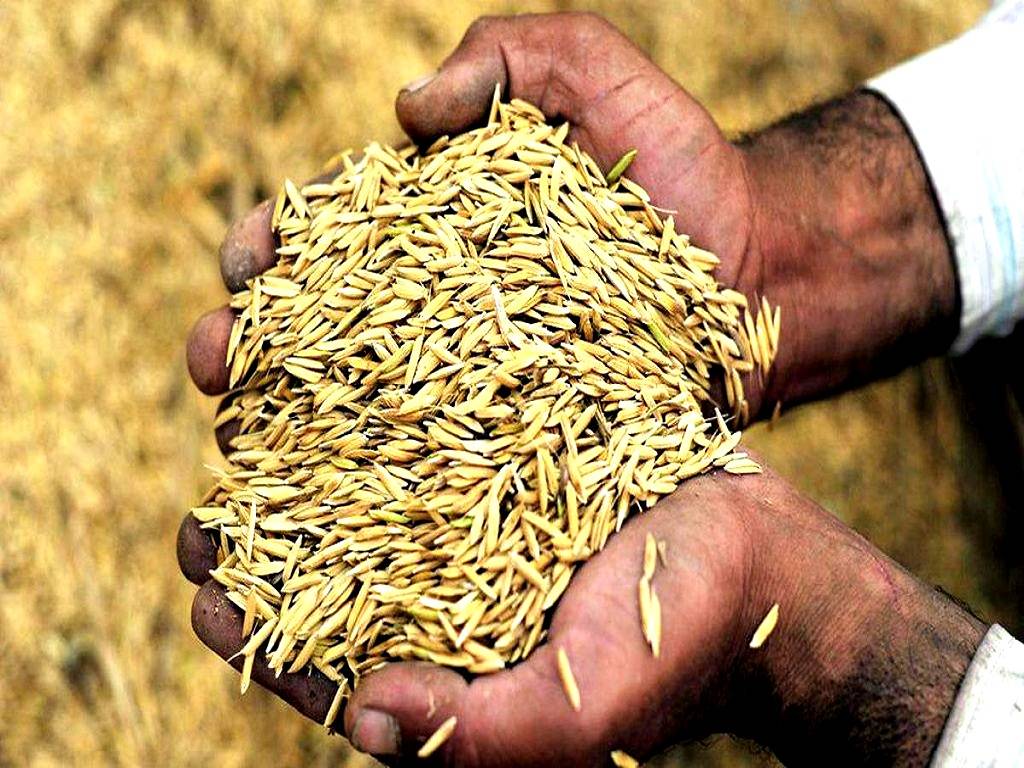 Traditional Rice Varieties