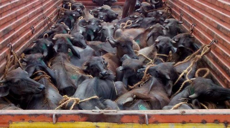 Cattle Smuggling