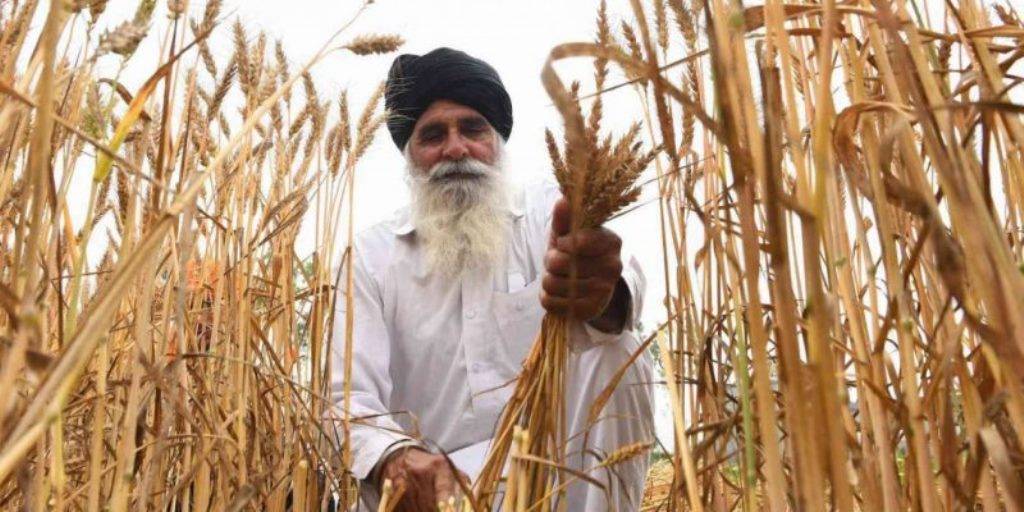 Cultivation of paddy and a farmer