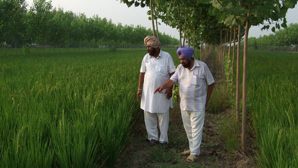 Persons observing their paddy crop