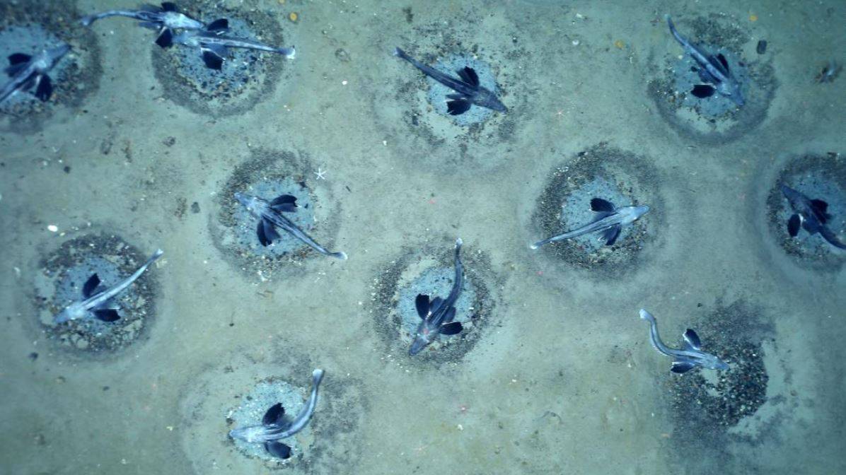 Fish Breeding Colony’ Discovered in Antarctica's ice-covered Weddell Sea (Pic Credit: CNN)