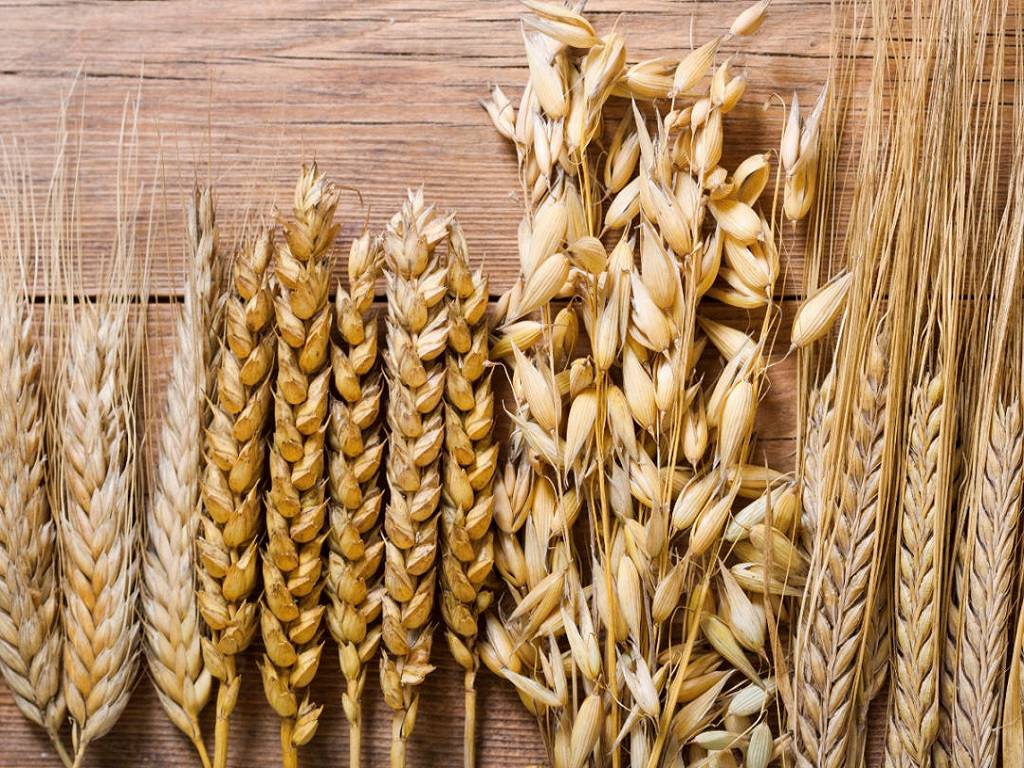 Wheat and Oat crop varieties