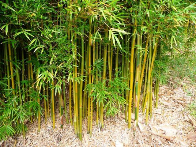 Bamboos