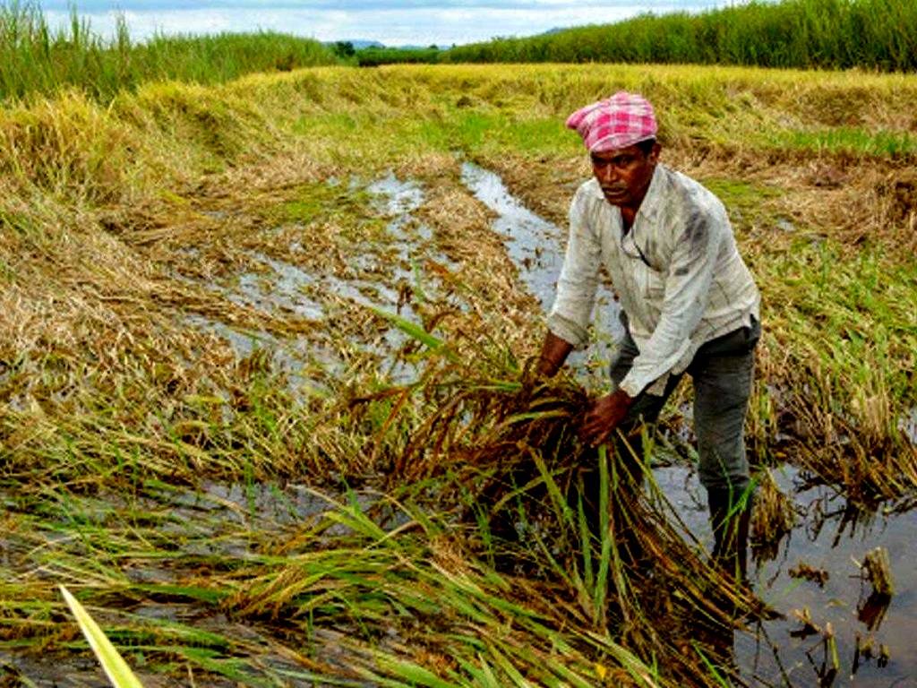 Rain and Hailstorms Damages Rabi Crops